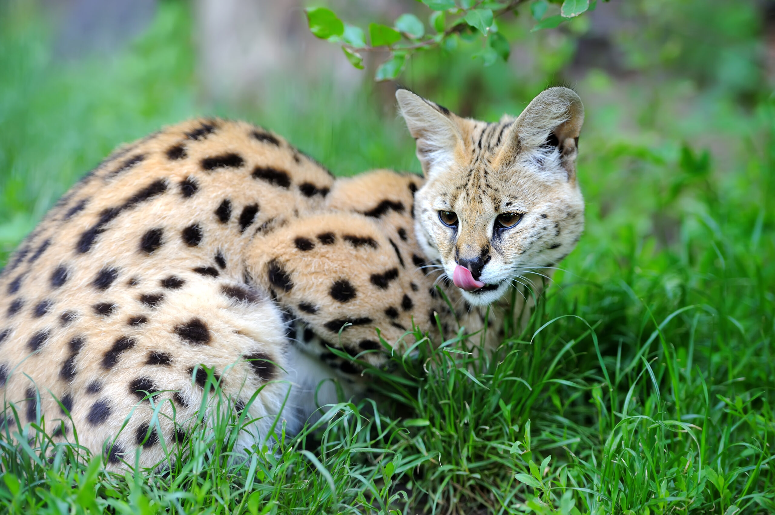 serval